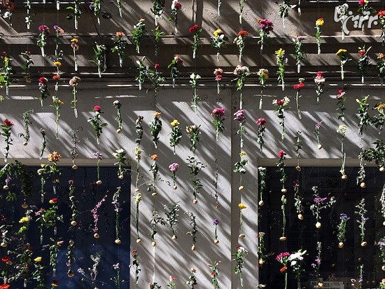 پوشاندن نمای ساختمان با پرده ای از 2000 گل