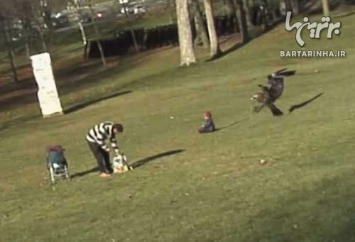فیلم: عقابی که کودک را شکار می کند