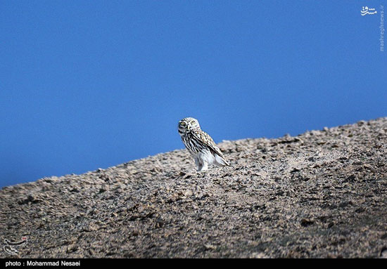 عکس: اینجا صحرای ترکمن است