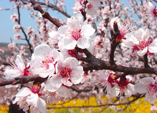 زیبایی دره زردآلو نفستان را حبس می‌کند