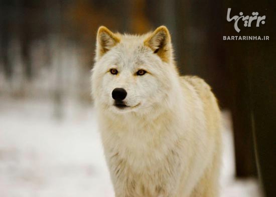 تصاویر بسیار زیبا از دنیای گرگ ها