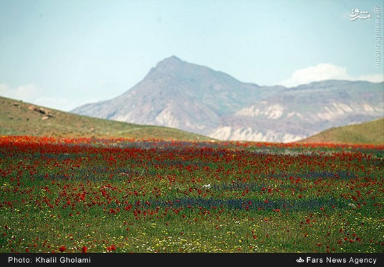 عکس: دشت شقایق کوه های جلفا