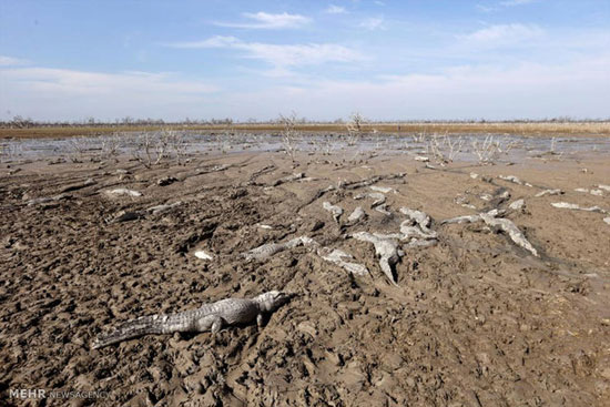 تهدید محیط زیست در نتیجه خشکسالی‎