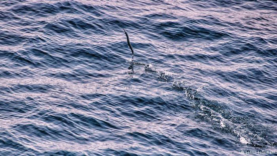 ماهی‌های پرنده در خلیج‌ فارس +عکس