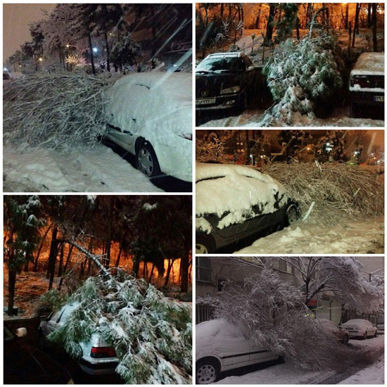 سقوط درختان از شدت برف در تهران