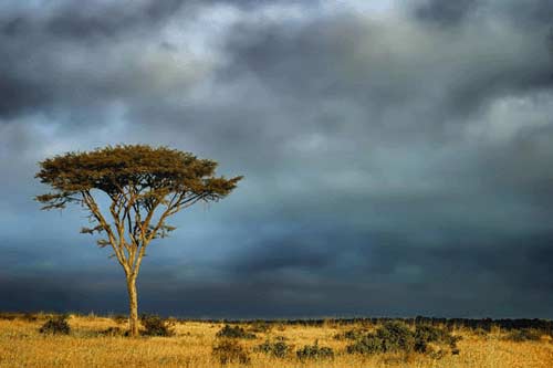 گردشگری: زیبایی های زندگی در کنیا