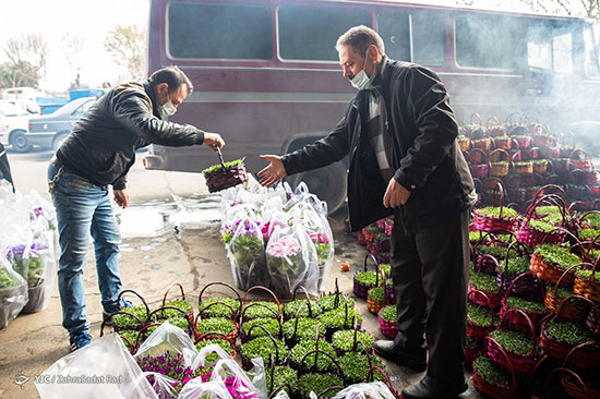 جنب و جوش نوروزی؛ خرید سبزه و ماهی قرمز‎ عید