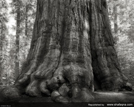 قدیمی ترین درخت‌های جهان +عکس