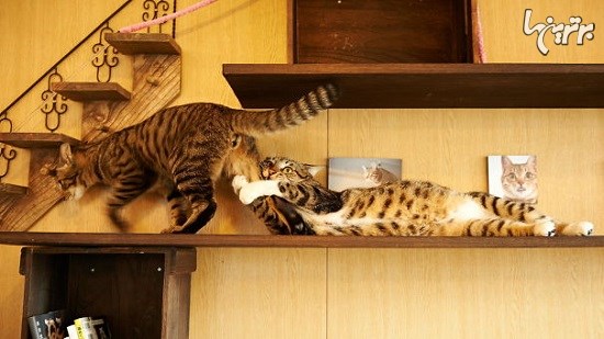 حرکات نمایشی این گربه ها اسکار دارد!