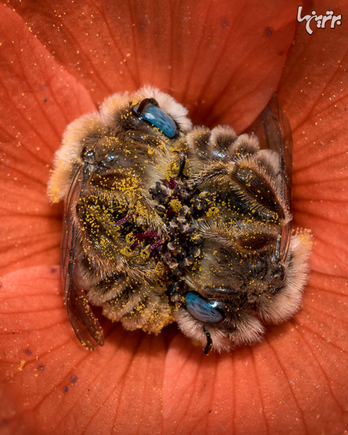 تصاویر کمیاب از خوابیدن زنبور‌ها داخل گل