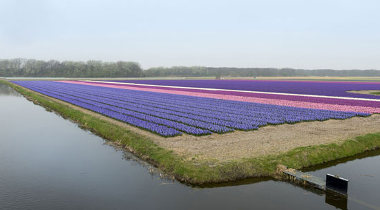 تصاویری محشر از مزارع سنبل در هلند