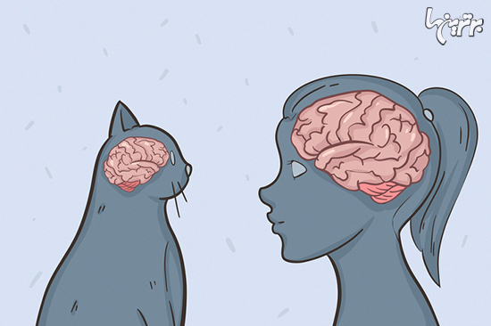 دانستنی‌های جالب درباره گربه‌ها که نمی‌دانستید