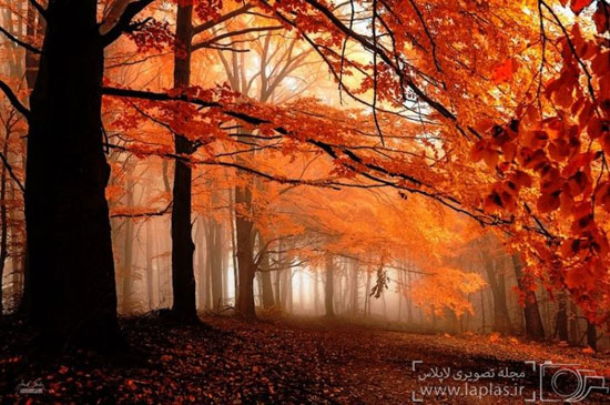 عکس: زیبایی مسحور کننده پاییز در جنگل