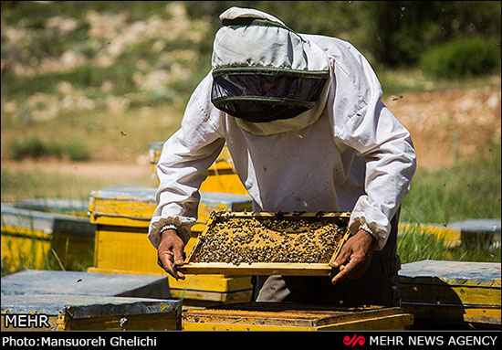 عکس: پرورش زنبور عسل