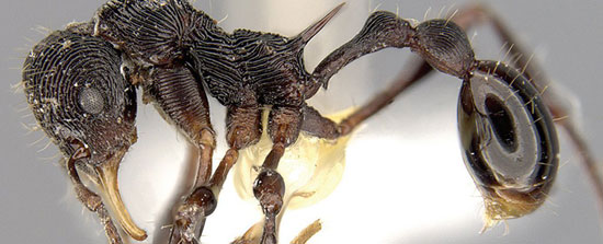 کشف یک گونه جدید مورچه در استفراغ قورباغه