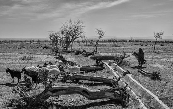 عکس: خشکسالی در شرق کشور
