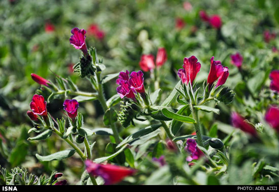 برداشت گل گاو زبان به دست زنان - اراک