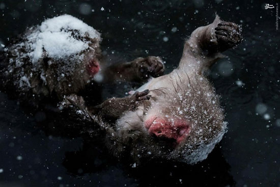 آرامش میمون‌های برفی در حوض آب‌ گرم