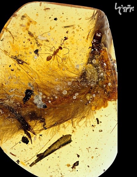 کشف اولین دم دایناسور متعلق به 99 میلیون سال پیش