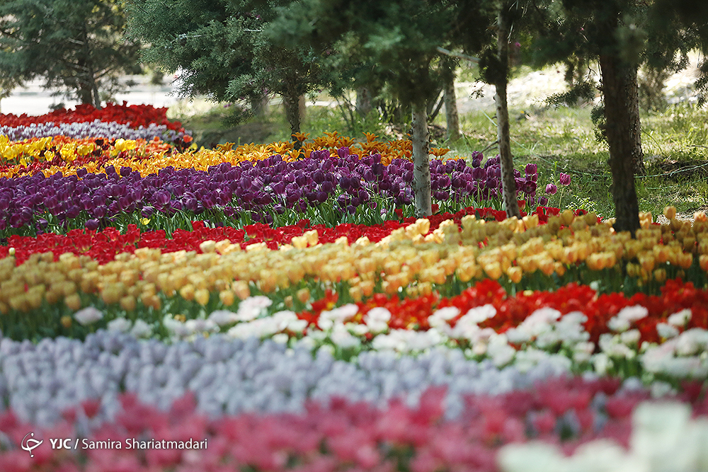 لاله‌ای برای مادران