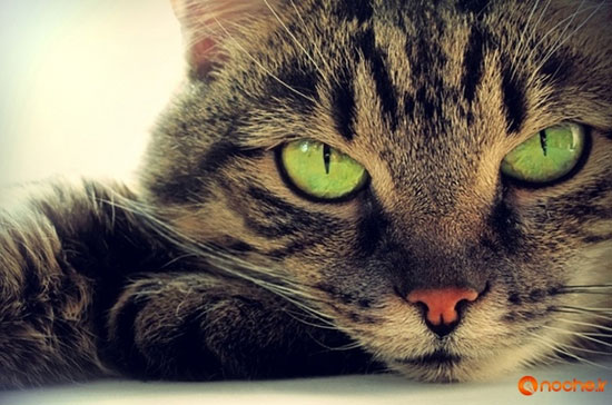 چرا مردمک چشم گربه‌ها عمودی است؟!