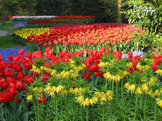 تصاویر فوق العاده زیبا از باغ گلی در هلند