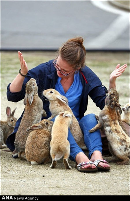 خرگوش های وحشی ژاپنی +عکس