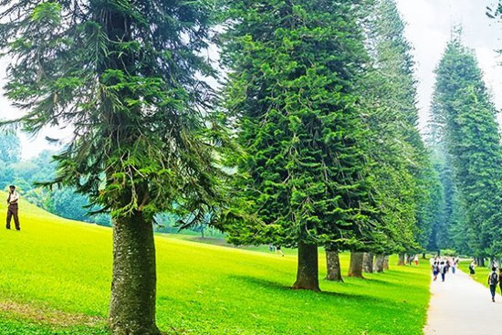 حل معمای رشد کج درختان کاج