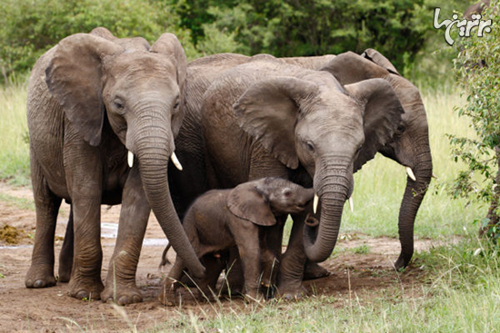 ۱۳ کار باورنکردنی که فیل‌ها می‌توانند انجام دهند!
