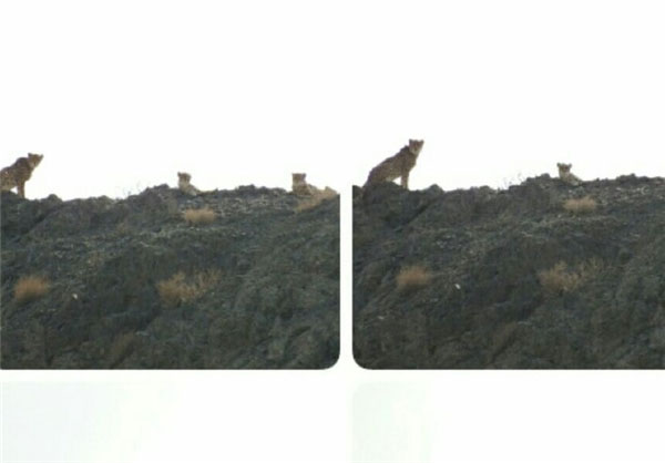 رخ نمایی ۳ یوزپلنگ بالغ در پارک ملی توران