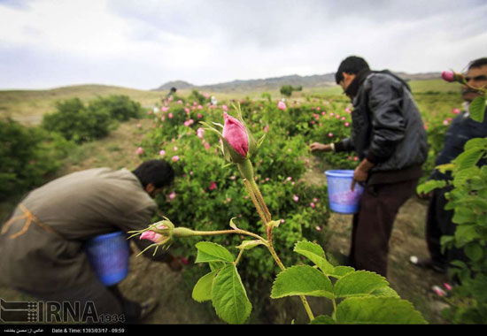 برداشت گل محمدی