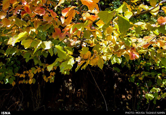 عکس: گردنه حیران به رنگ پاییز