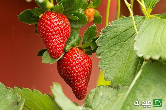 کشاورزی شهری، از توت‎فرنگی تا فلفل را در خانه بکارید!