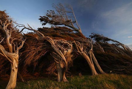 تصاویری خارق العاده از درخت های طوفانی