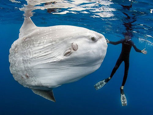 سنگین ترین ماهی استخوان دار جهان