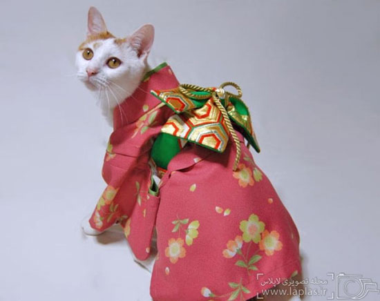 گربه های کیمونوپوش! +عکس