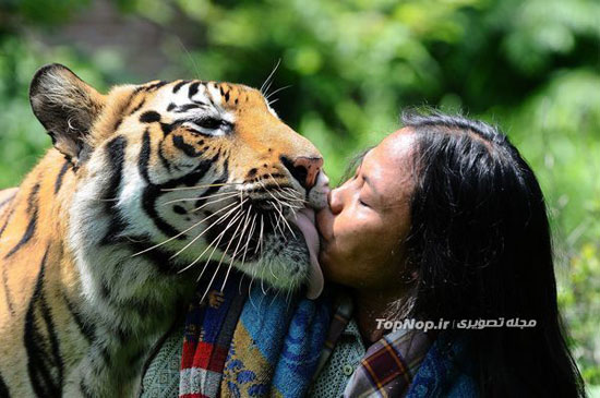 عجیب ترین دوستی انسان و ببر بنگال +عکس