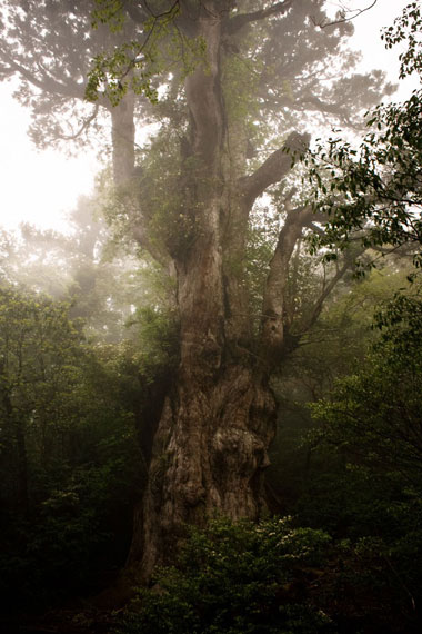 پیرترین درختان کره زمین که سرپا هستند
