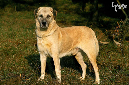 بزرگترین نژاد‌های سگ