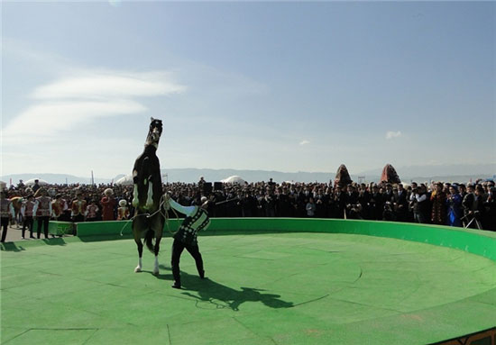 حرکات نمایشی بر روی اسب ترکمن +عکس
