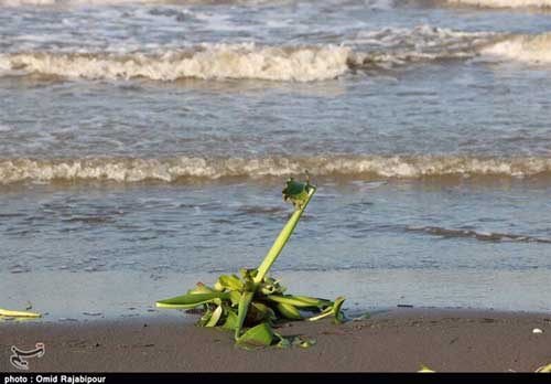 سواحل گیلان در محاصره خطرناک‌ترین گونه گیاهی