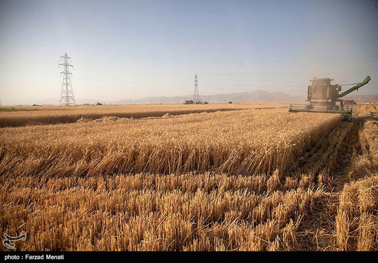 برداشت گندم در کرمانشاه
