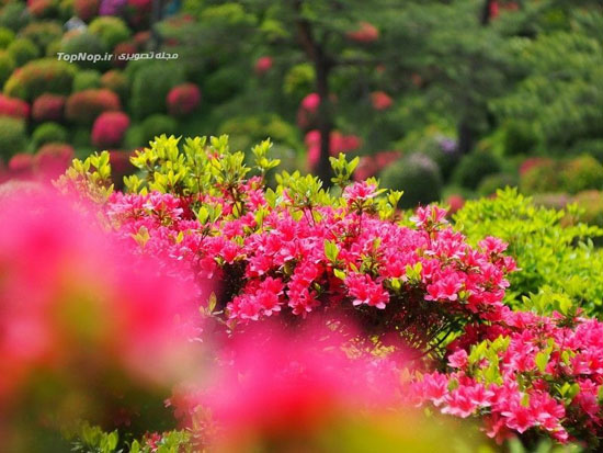 معبدی در دل گل ها در ژاپن +عکس