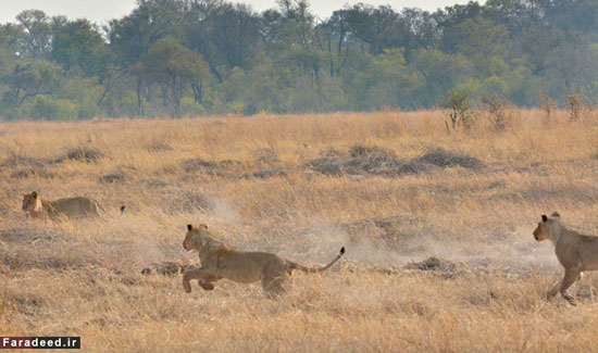 فرار شکار از مقابل گله شیرها