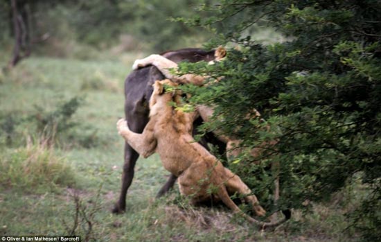 بوفالوی وحشی شیر را ناک اوت کرد! +عکس
