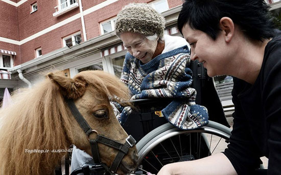 توان بخشی به سالمندان با اسب +عکس