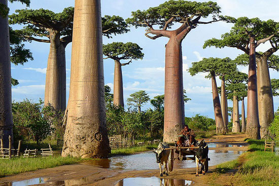 معروف‌ ترین درخت‌ های جهان +عکس