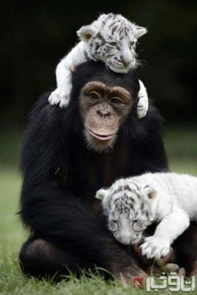 نگهداری عجیب شامپانزه مهربان از بچه ببر‌ها
