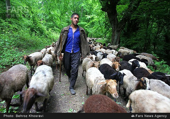 عکس: کوچ دام‌ها از شالیزارها به کوهستان