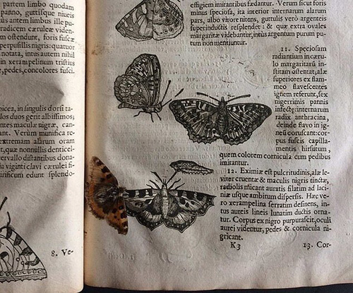 کشف یک پروانه ۴۰۰ساله در میان کتابی قدیمی!